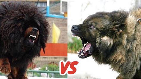 The most common reason they’re banned is because of their size and strength. . Tibetan mastiff vs caucasian shepherd who would win